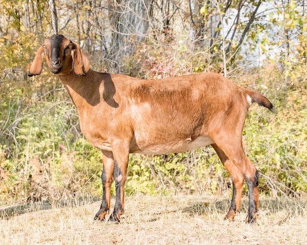 Bedda Farms - Junior Doe - Bedda Nyx Lady in Red, Bozeman Montana